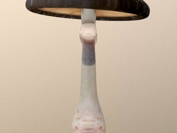 CHAMPIGNON 3D 2 ALBEMA 600X450 | Albema France Création 3D et fabrication de décors en Lorraine Saint-Max 3