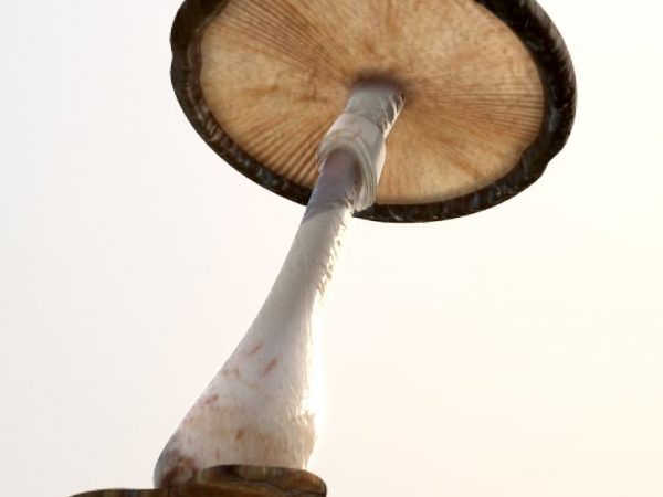 CHAMPIGNON 3D 3 ALBEMA 600X450 | Albema France Création 3D et fabrication de décors en Lorraine Nancy 4