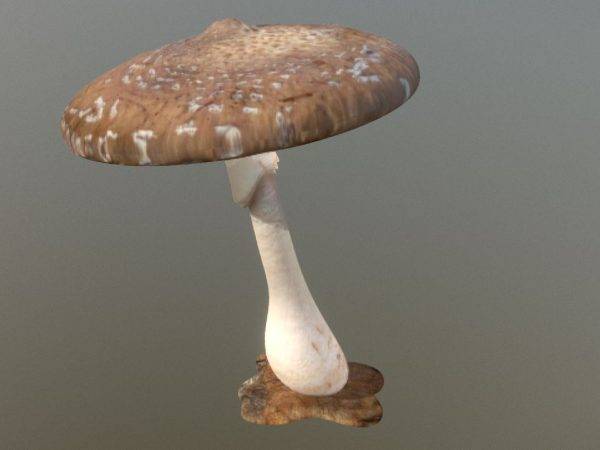 CHAMPIGNON 3D ALBEMA 600X450 | Albema France Création 3D et fabrication de décors en Lorraine Dombasle-sur-Meurthe 5